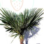 Palma konopná (Trachycarpus fortunei) - výška kmeňa 40-50 cm, celková výška 120-160 cm, kont. C20L/55L (-17°C)